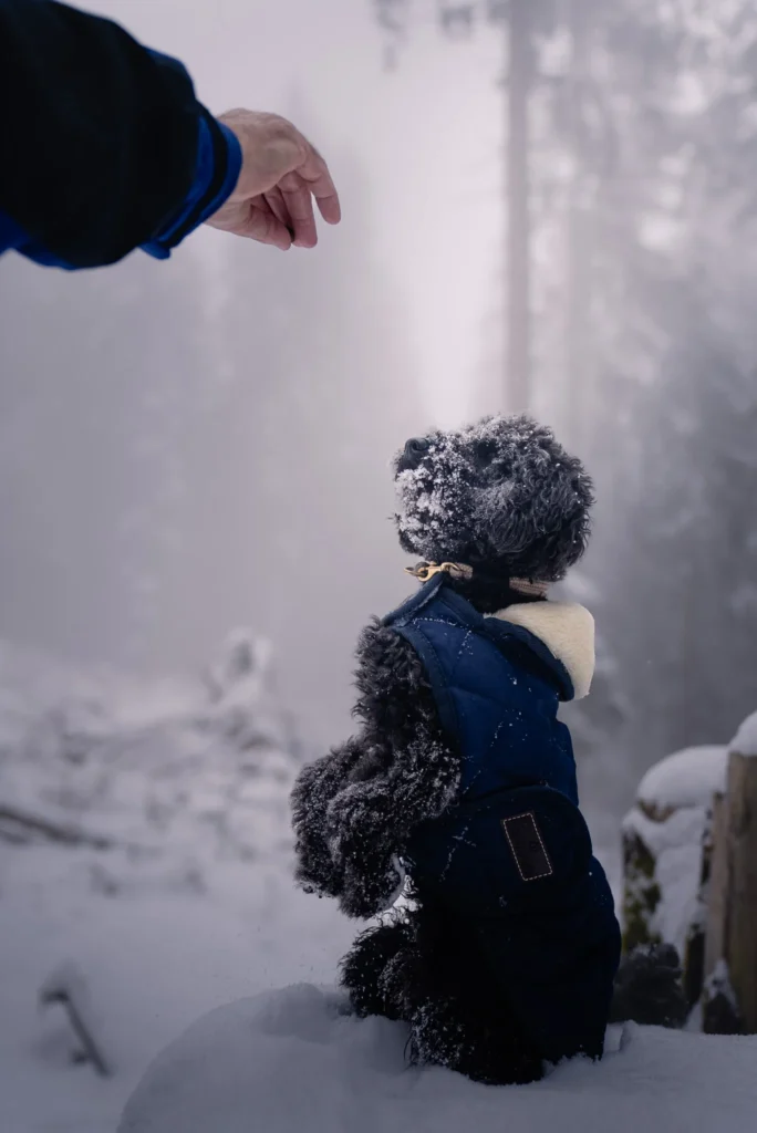 Schwarzer Pudel bekommt Leckerli Winter Kulisse