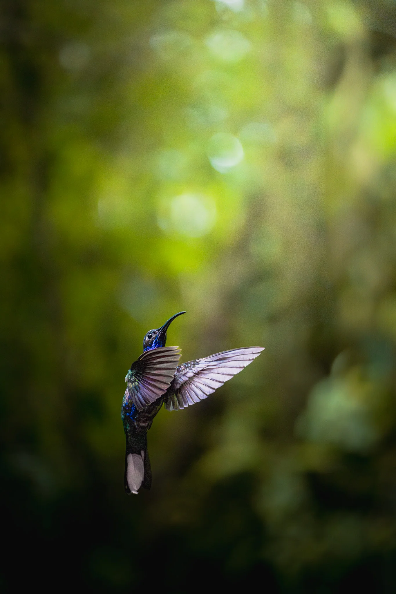 Grüner Kolibri schaut nach oben Costa Rica
