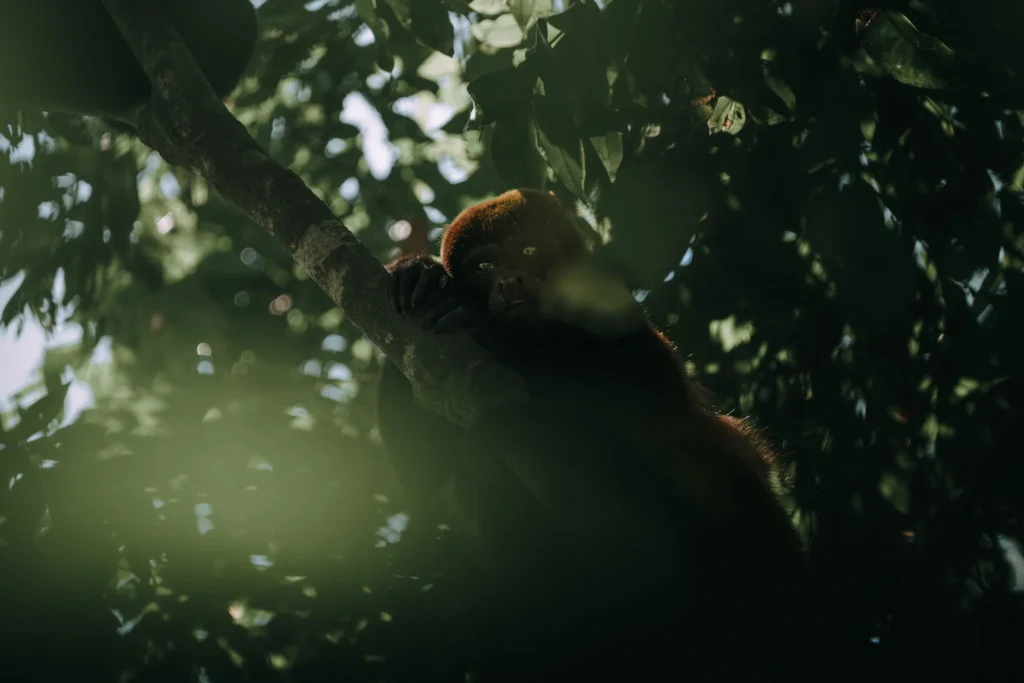 Brüllaffe im Baum schöne Augen Costa Rica